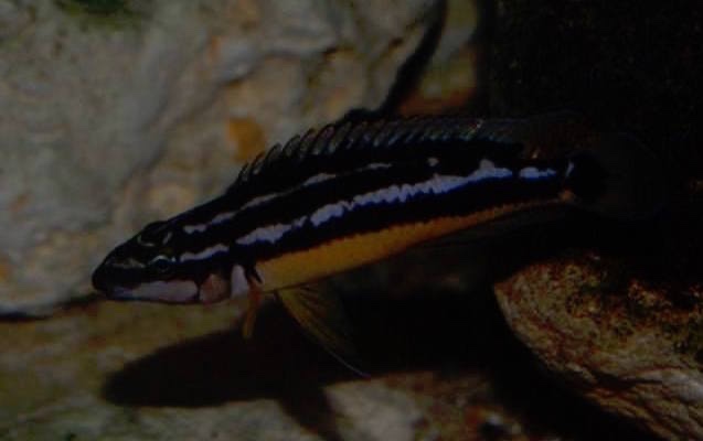 Julidochromis sp. 'ornatus kapampa' Nkorosha